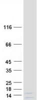 Human FAM229B / C6orf225 Protein (Recombinant Myc-DDK (Flag))