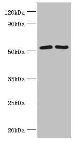 SUFU Antibody (aa325-484)