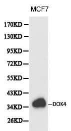 DOK4 Antibody