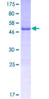 Human PEF1 Protein (Recombinant GST)