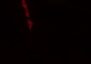 HSPA1A Antibody