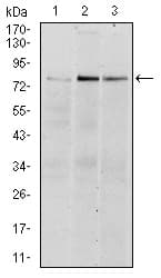 IHC-plus™ RPS6KA3 / RSK2 Antibody (clone 4E10)
