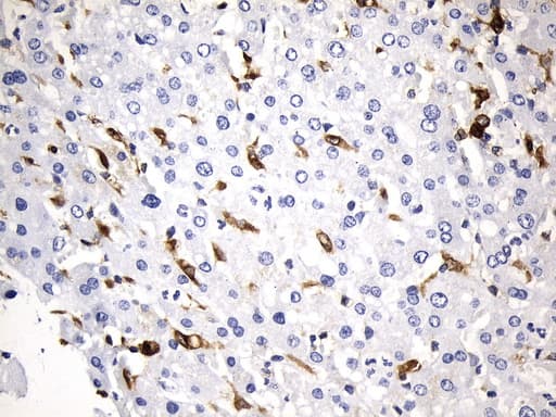 CD74 / CLIP Antibody (clone UMAB232, Carrier-free)