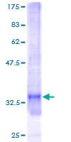 Human SNRPG Protein (Recombinant GST)