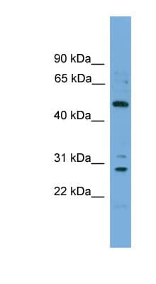 ULK3 Antibody (aa324-373)