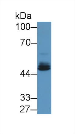 EGR2 Antibody (aa147-403, APC)