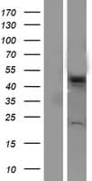 VPS4A Protein (Over-Expression Lysate Myc-DDK (Flag))