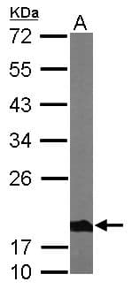 NDUFS4 Antibody (aa1-175)