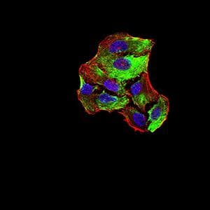 CPV-NS1 Antibody (clone 2B5B7)