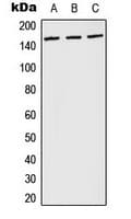 PLCG1 Antibody (phospho-Tyr783)