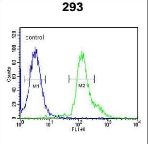 Polyclonal Rabbit anti-Human RSPO2 Antibody (aa190-218, IHC, WB)