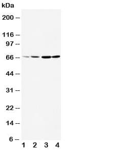 Polyclonal Rabbit anti-Human DRD1 / Dopamine Receptor D1 Antibody (aa221-242, IHC, WB)
