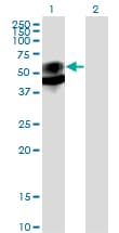 PathPlus™ PSAP / Prosaposin Antibody (clone 1D1-C12)
