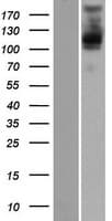 PLEKHM2 / SKIP Protein (Over-Expression Lysate Myc-DDK (Flag))