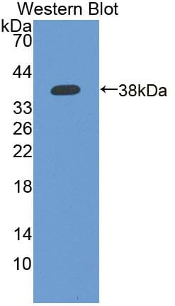 IFI35 Antibody (aa2-286, FITC)