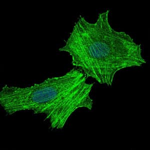 IHC-plus™ ASS1 / ASS Antibody (clone 2B10)