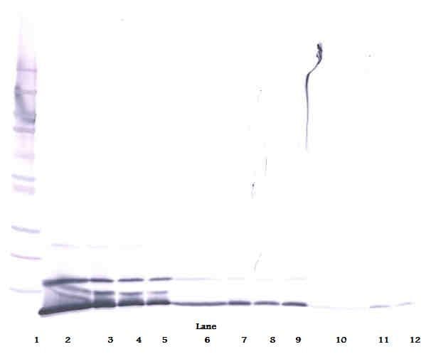 CXCL1 / GRO Alpha Antibody
