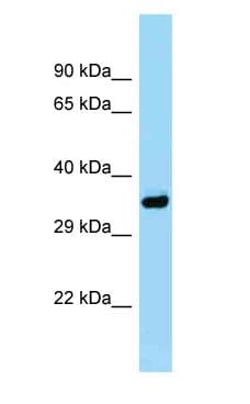 Polyclonal Rabbit anti-Mouse PITPNA Antibody (C-Terminus, WB)