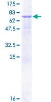 Human AP1M2 Protein (Recombinant GST)