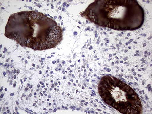 AGR2 Antibody (aa21-175, clone OTI3F2, Carrier-free)