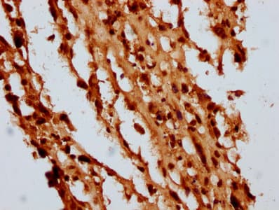HIST1H4I Antibody