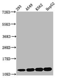 HIST1H4I Antibody