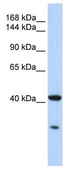 GNAS Antibody (aa36-85)