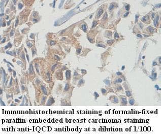 IQCD Antibody (aa1-153)