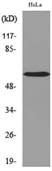 AMY1A + AMY1B + AMY1 Antibody