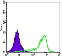 CRTC1 / MECT1 / TORC1 Antibody (clone 1B5)