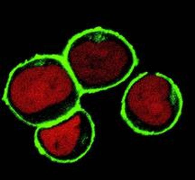 LAT2 / NTAL Antibody (clone NAP-07)