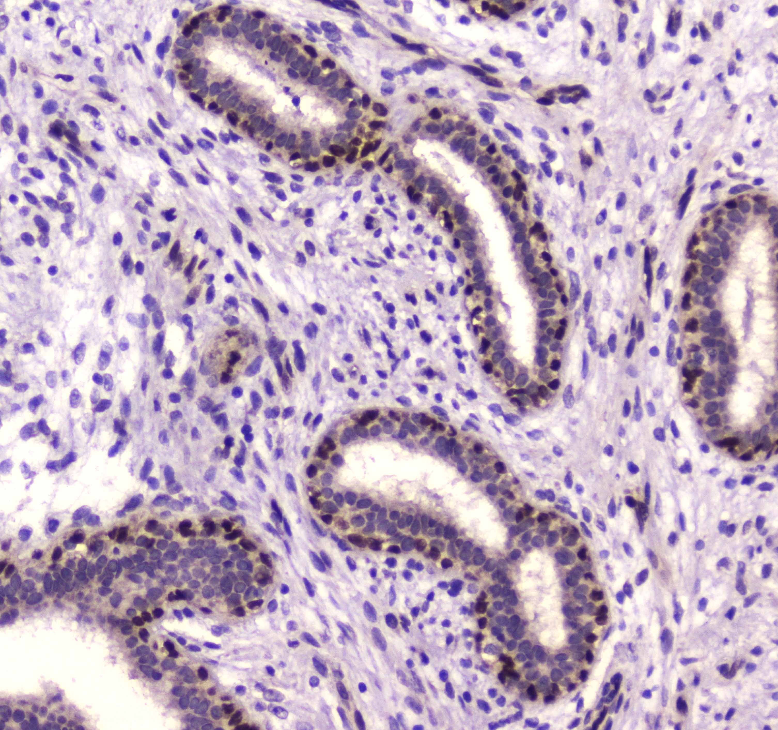 NFIB Antibody