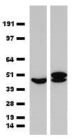ST13 Antibody (clone OR-1G8)