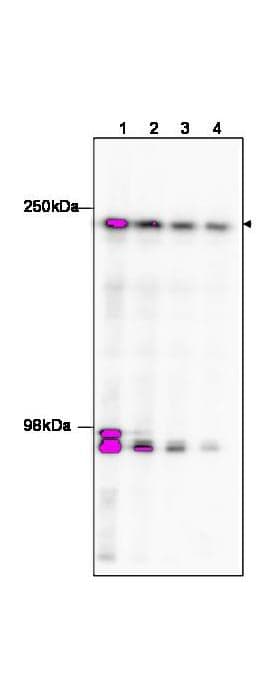 IHC-plus™ Polyclonal Rabbit anti-Human TAF1 Antibody (IHC, WB)