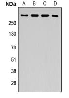 APC Antibody (Internal)