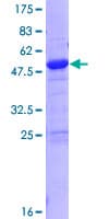 Human ZMYND19 Protein (Recombinant GST)