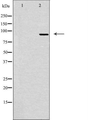 MCPH1 Antibody