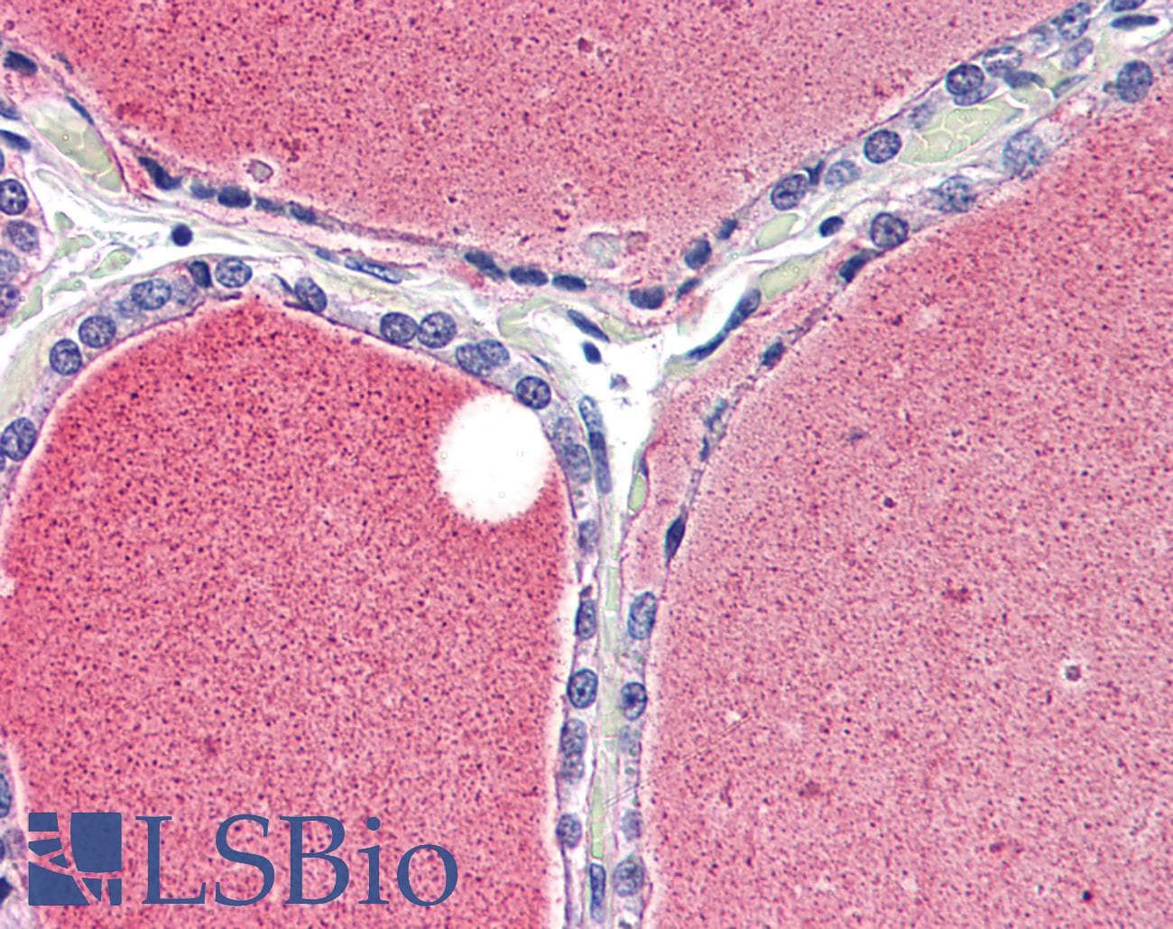 IHC-plus™ KCNA3 / Kv1.3 Antibody (C-Terminus)