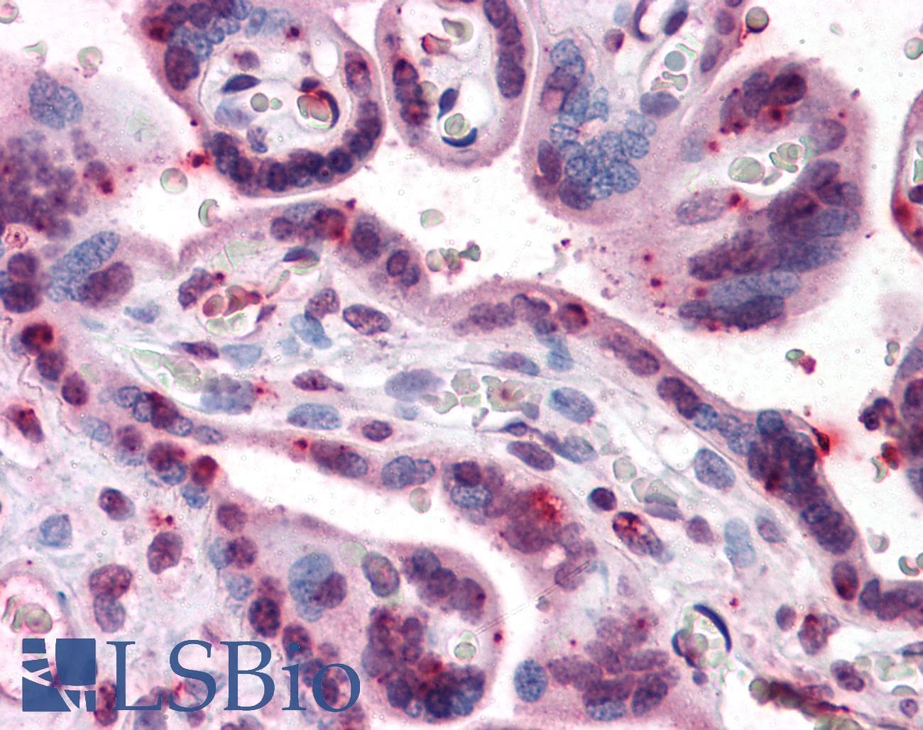 IHC-plus™ PKG / PRKG1 Antibody (clone 2B3)