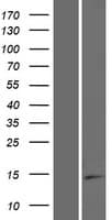 ISOC2 Protein (Over-Expression Lysate Myc-DDK (Flag))