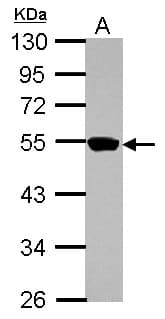 ZNF597 Antibody