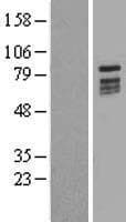 KIZ / PLK1S1 Protein (Over-Expression Lysate Myc-DDK (Flag))