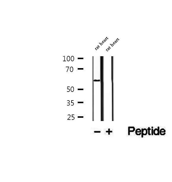 PPAN Antibody