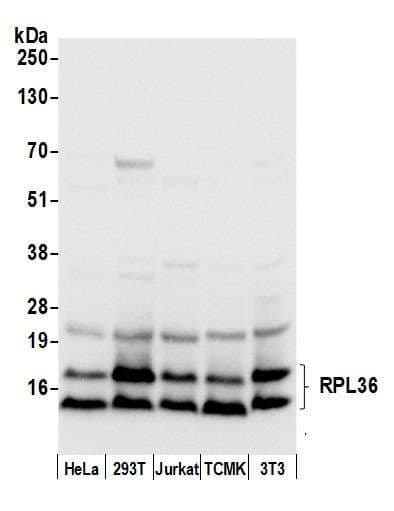 RPL36 / Ribosomal Protein L36 Antibody (aa55-105)