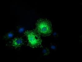 EFNA2 / Ephrin A2 Antibody (clone OTI3E3)