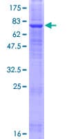 Human LMBR1L Protein (Recombinant GST)