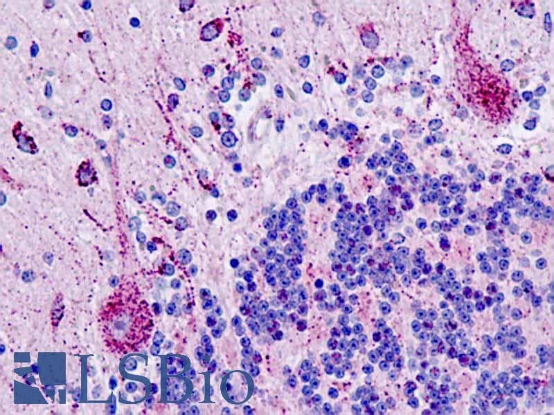 IHC-plus™ PIN1 Antibody (aa1-50)