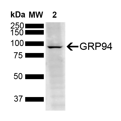 HSP90B1 / GP96 / GRP94 Antibody (clone 6B12)