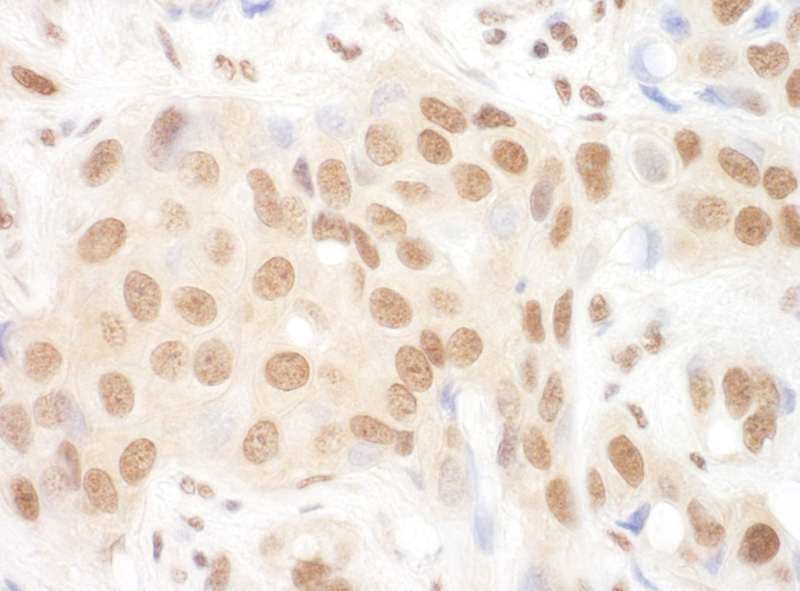 DGCR8 Antibody (aa1-50)
