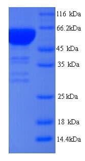 Yersinia pestis Cpn60 Protein (Recombinant His)